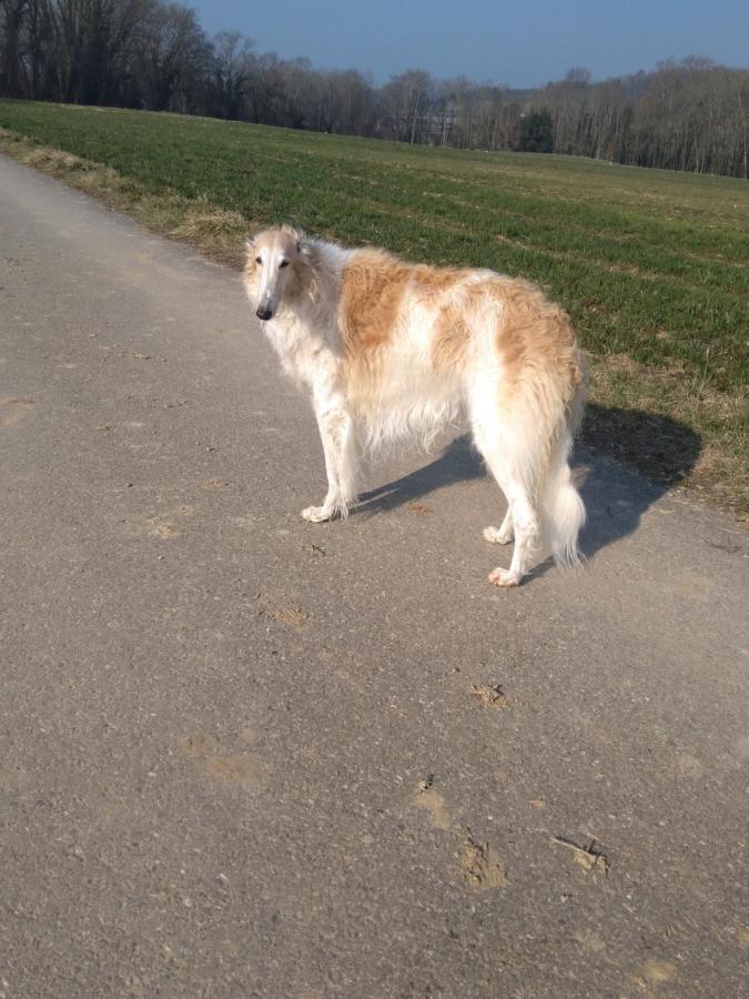 Bed and Breakfast Swiss Borzoi House Vully-les-Lacs Exterior foto