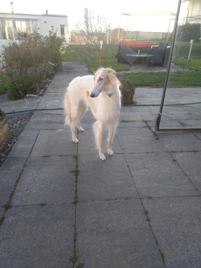 Bed and Breakfast Swiss Borzoi House Vully-les-Lacs Exterior foto