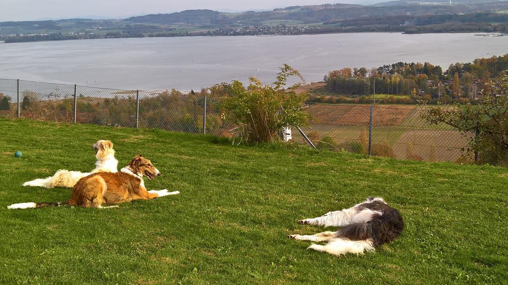 Bed and Breakfast Swiss Borzoi House Vully-les-Lacs Exterior foto