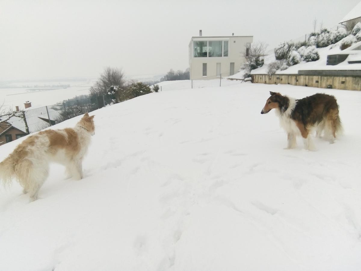Bed and Breakfast Swiss Borzoi House Vully-les-Lacs Exterior foto