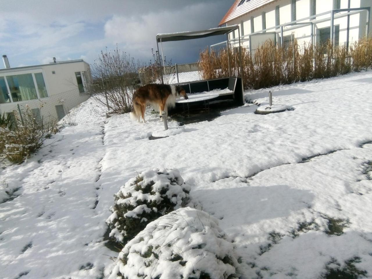 Bed and Breakfast Swiss Borzoi House Vully-les-Lacs Exterior foto