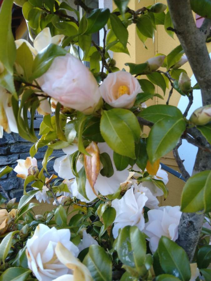 Bed and Breakfast Swiss Borzoi House Vully-les-Lacs Exterior foto