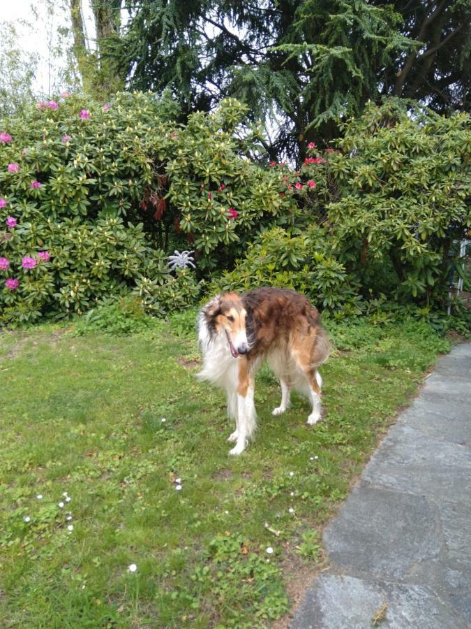 Bed and Breakfast Swiss Borzoi House Vully-les-Lacs Exterior foto
